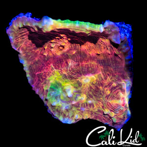 RAINBOW SWIRL CHALICE