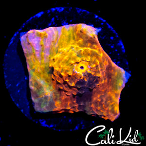 RAINBOW SWIRL CHALICE
