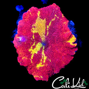 RARE COLOR ECLECTUS MUSHROOM