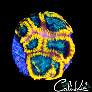 CK ELECTRIC DAISY FAVIA