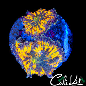 RAINBOW SWIRL YUMA ROCK