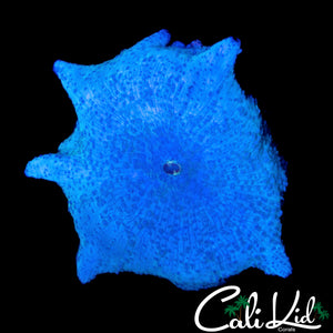 LARGE BLUE DISCO MUSHROOM