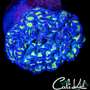 PURPLE / GREEN MYSTERY HAMMER