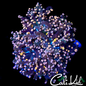 MULTI COLOR TIP BRANCHING OCTOSPAWN