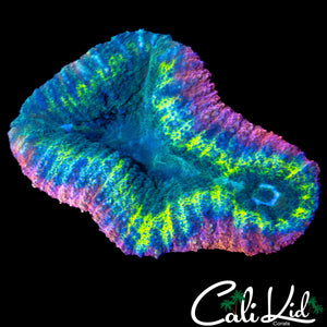 RAINBOW RING LOBO
