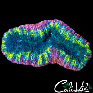 RAINBOW RING LOBO