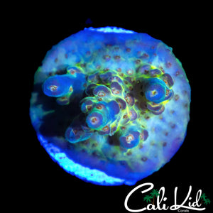 CK RAINBOW ACRO