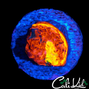 BIG EYE RAINBOW CHALICE FRAG