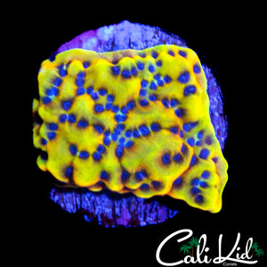 CK PEYOTE DREAMS MONTI