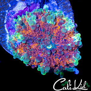 ULTRA RAINBOW BUBBLE YUMA