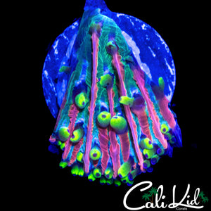 AMAZING RAINBOW PLATE