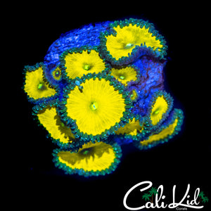 CK SOLAR DEITY COLONY