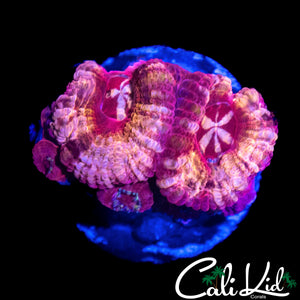 STROBE EYE ASIAN ACAN QUAD