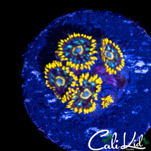 CK UNRELEASED ZOA MINI COLONY