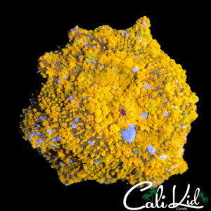 LARGE GOLD BAR DISCO SHROOM