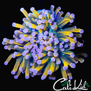 PINK TIP HOLY GRAIL VARIANT TORCH