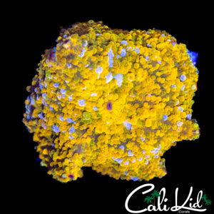 LARGE GOLD BAR DISCO SHROOM