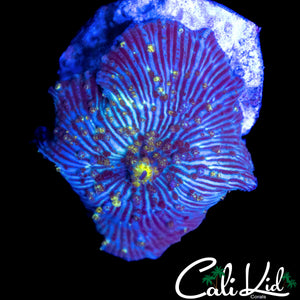 BEAUTIFUL SPOTTED DISCO MUSHROOM