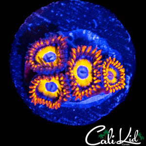 BBEB ZOA QUAD
