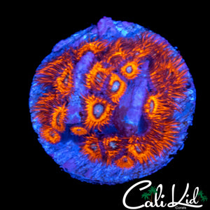 CHARMANDER ZOA COLONY