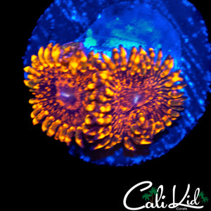 LARGE FLAMIN MOHICAN ZOA DOUBLE
