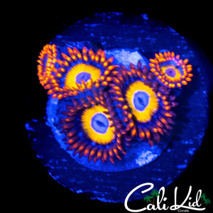 BBEB ZOA MINI COLONY
