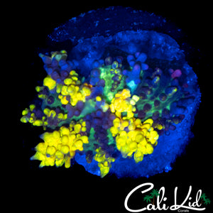 CB MAGIC CARPET MUSHROOM