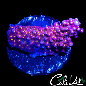 CK POPPIN BOBBA ACRO