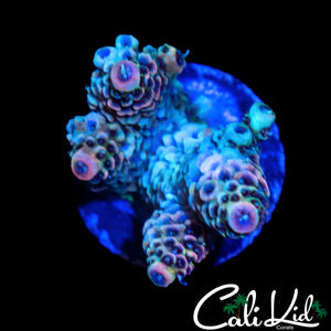 ULTIMATE RAINBOW MILLI CHUNK