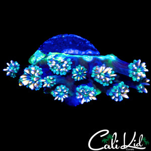 CK KALEIDOSCOPE GALAXIA