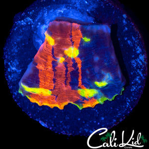 CK MIDNIGHT MAGIC CHALICE