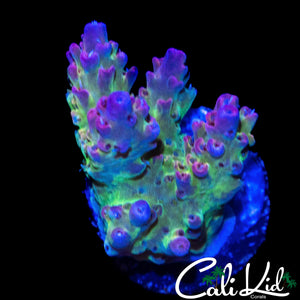 CK RAINBOW ACRO CHUNK