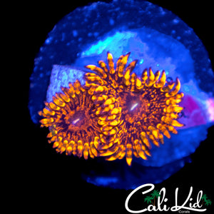 FLAMIN MOHICAN ZOA DOUBLE