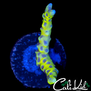 RRC GRAFTED GOLDEN ROD ANACROPORA