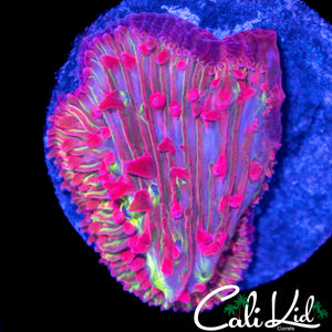 RAINBOW DIASERIS