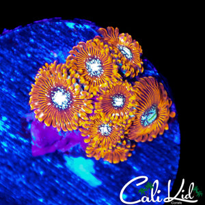 SALTED EYE ZOA MINI COLONY
