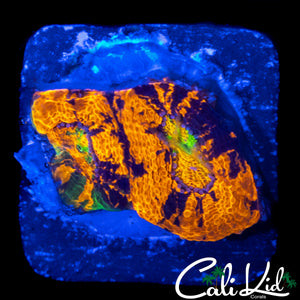 CK RAINBOW ECHINATA