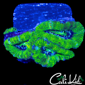 ULTRA ACAN QUAD