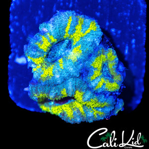 BEAUTIFUL ASIAN ACAN TRIPLE
