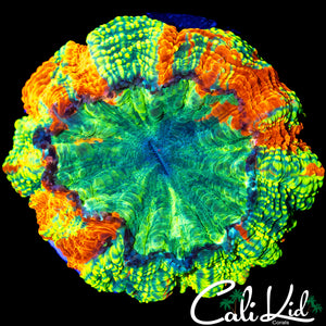 STUNNING MINI ACANTHO