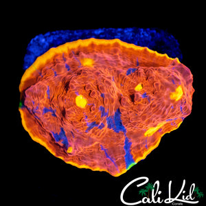 MULTI EYE RAINBOW CHALICE CHUNK
