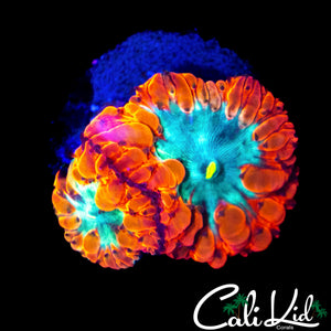 ULTRA BUBBLE BLASTO DOUBLE