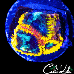 CK ELECTRIC DAISY FAVIA
