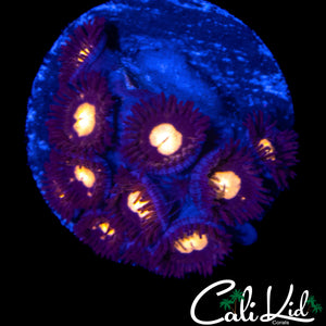 MYSTERY ZOA DOUBLE