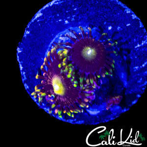 CK ANTI MATTER ZOA DOUBLE