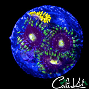 CK ANTI MATTER ZOA TRIPLE W/ ASSORTED ZOAS