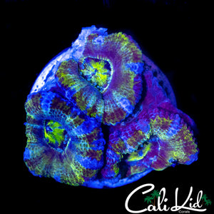 ULTRA RAINBOW ACAN TRIPLE