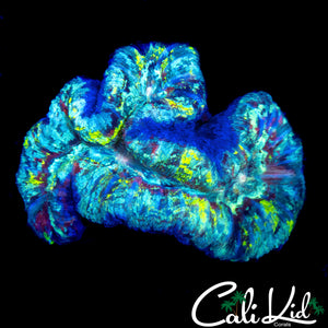 BEAUTIFUL RAINBOW SPLATTER TRACHY