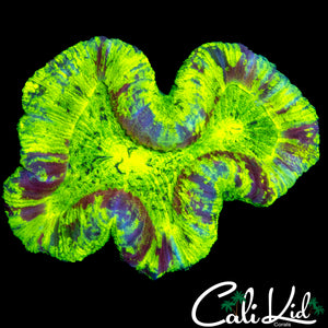 RAINBOW SPLATTER TRACHY