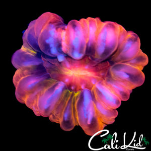 RAINBOW CYNARINA
